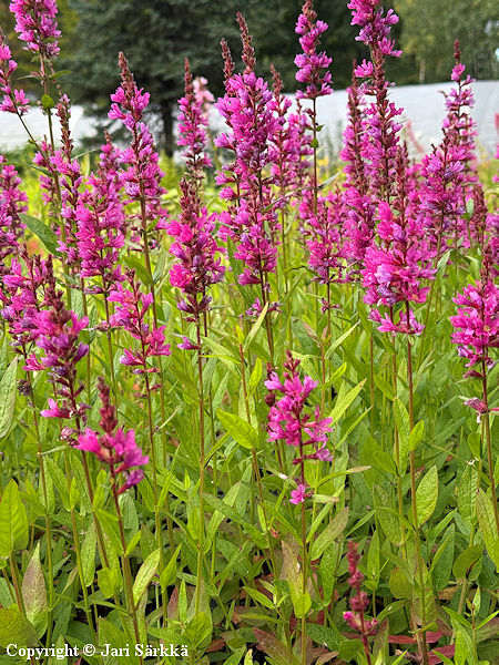 Lythrum salicaria 'Robert', pohjanrantakukka